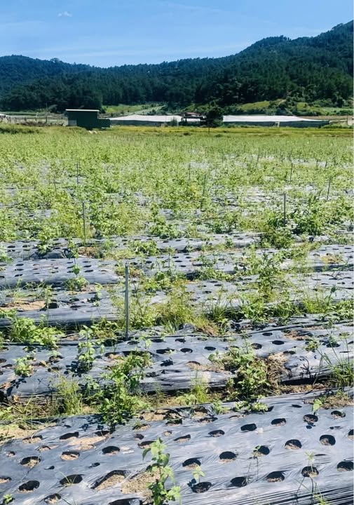 Bán đất huyện Đơn Dương tỉnh Lâm Đồng giá cả thương lượng