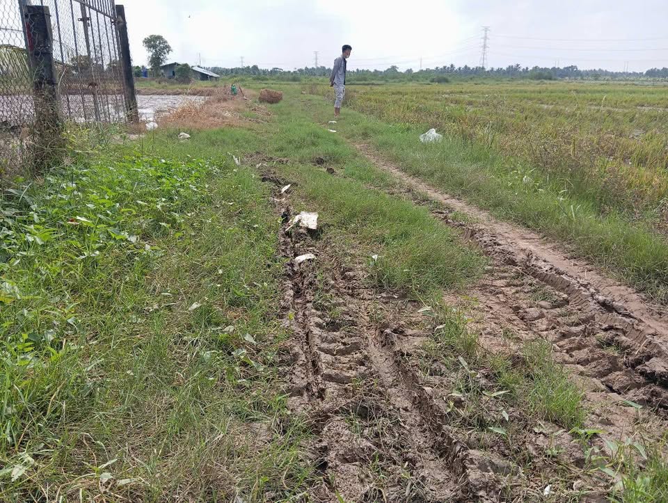 Cần bán gấp 5.000m² đất ruộng tại đường nhánh Quốc Lộ 60, Châu Thành, Trà Vinh