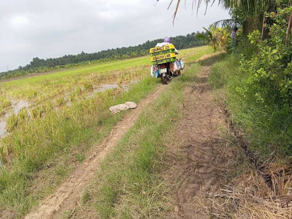 Bán đất huyện Châu Thành tỉnh Bến Tre giá cả thương lượng