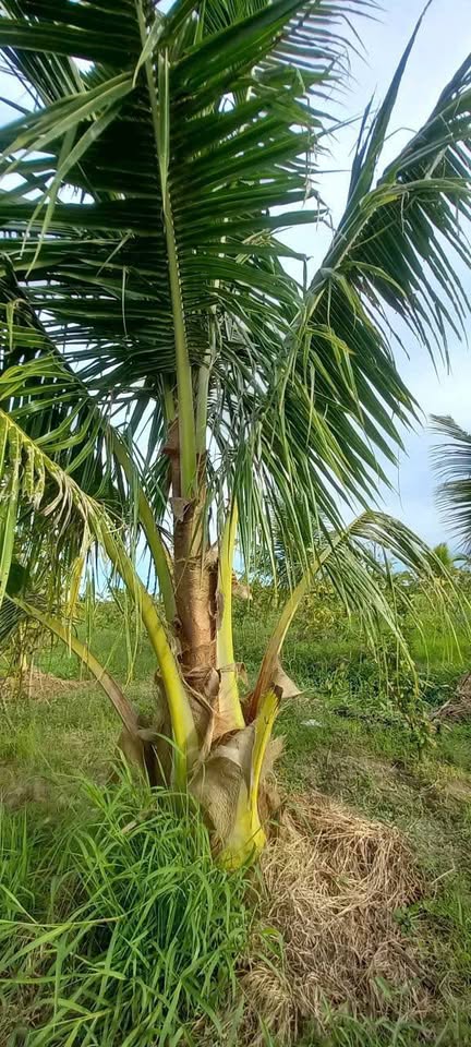 Bán gấp vườn trái cây Lương Hòa A, Châu Thành - Giá yêu thương, chỉ 5xx triệu