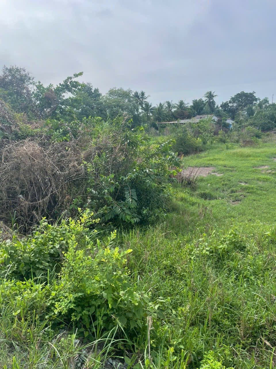 Bán đất lúa 1000m2 đường đê, Hướng Thọ Phú, Tân An, Long An