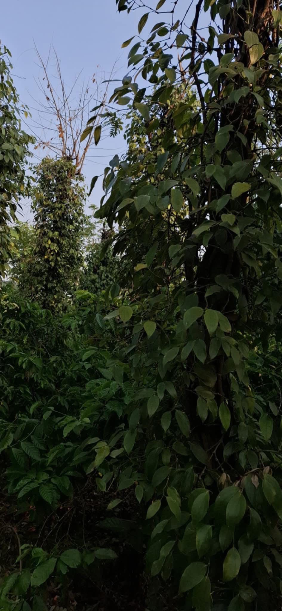 Cần bán gấp hơn 8 sào đất tại thôn 3, xã Hòa Khánh, thành phố Buôn Ma Thuột, tỉnh Đắk Lắk