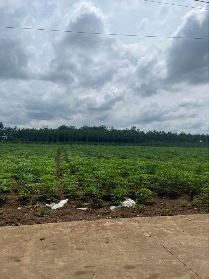 Nền đất Phú Giáo, vị trí đắc địa, an cư lạc nghiệp