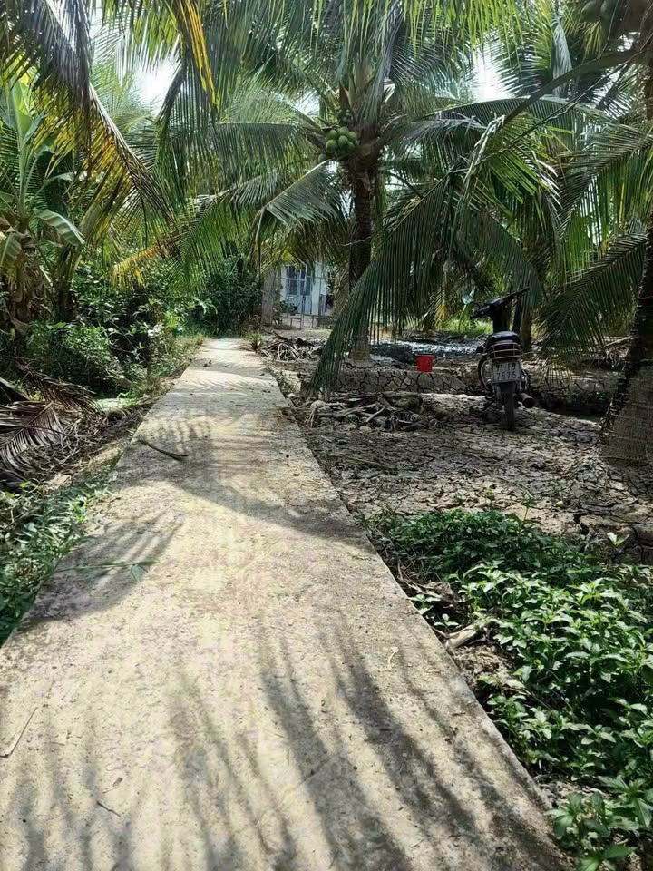 Đất vườn dừa Bến Tre siêu hot, giá chỉ 1.7 tỷ