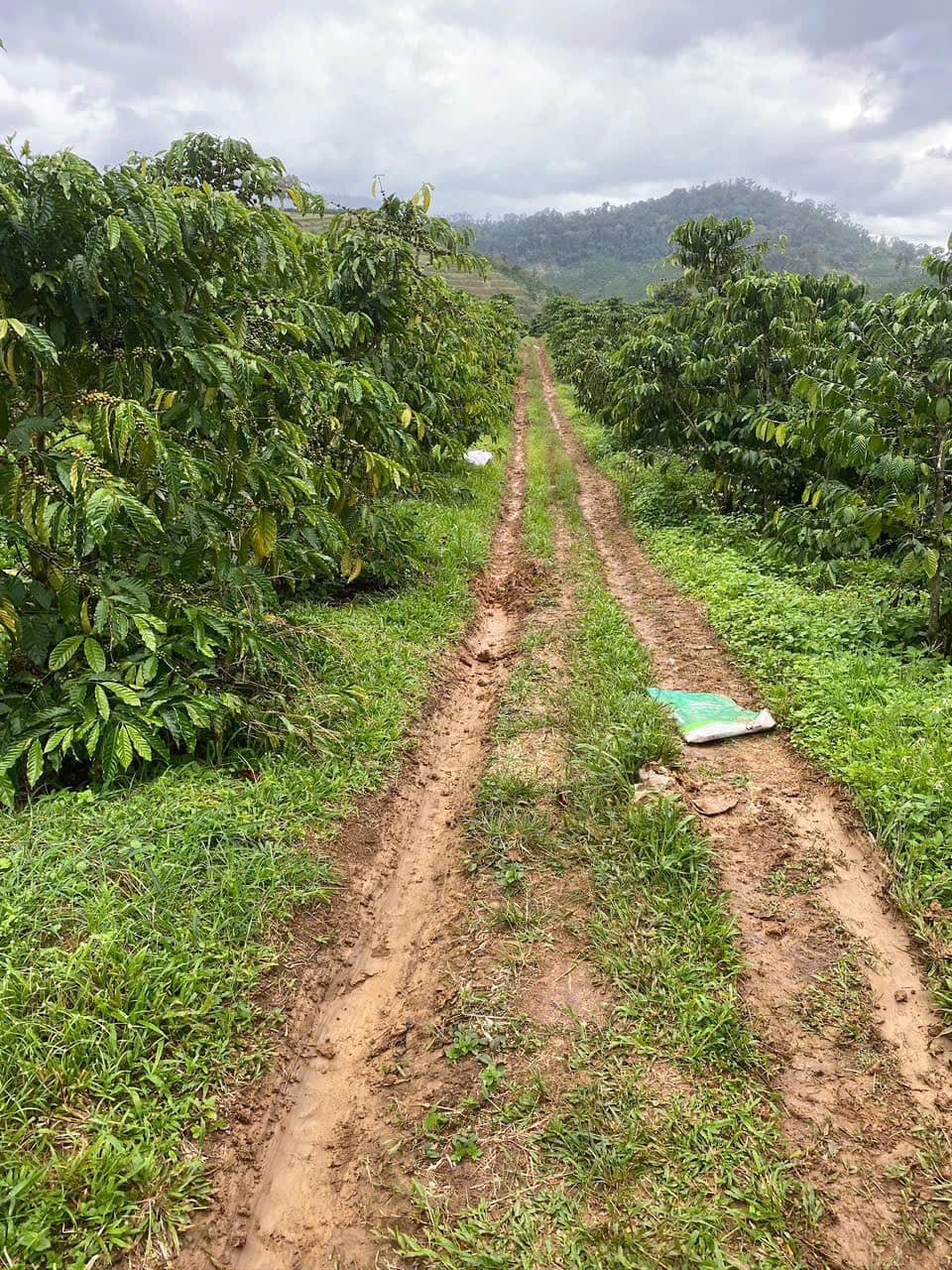 Đất Phúc Thọ, Lâm Hà siêu phẩm 3ha, đầu tư sinh lời