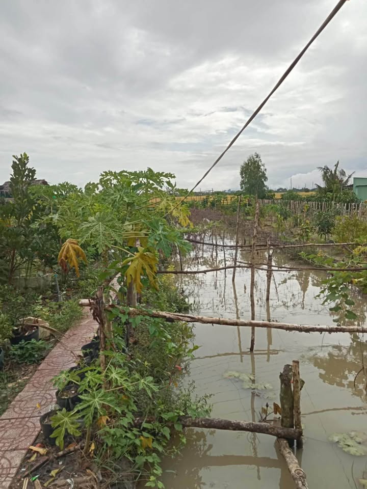 Đất vườn Châu Đốc, không gian xanh mát cho cuộc sống an lành