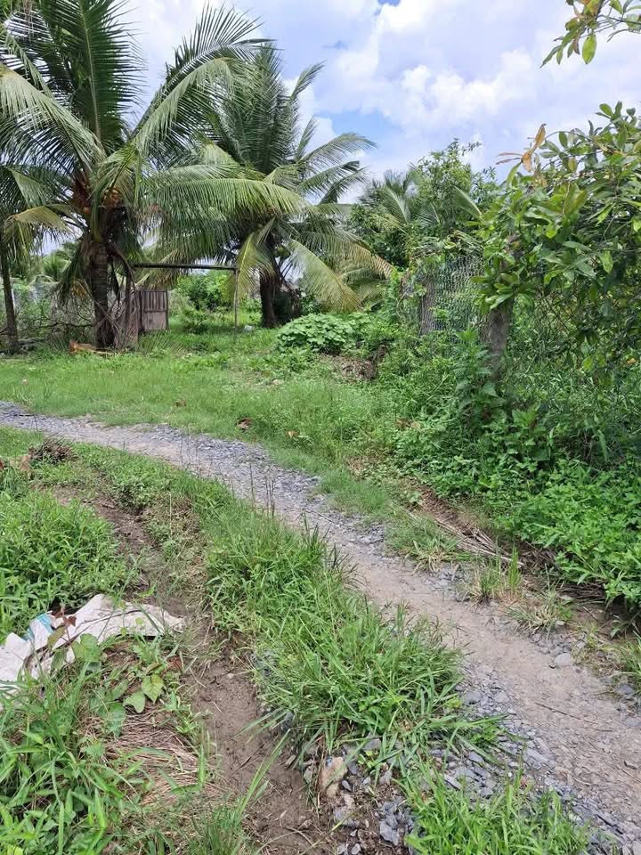 Bán đất thổ cư 654m2 tại Bình Trinh, Tân Trụ, Long An