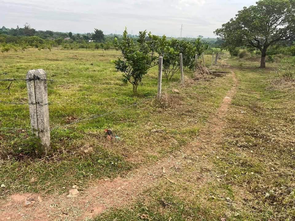 Đất Buôn Đôn 2 mặt tiền, giá yêu thương, ô tô tới nơi