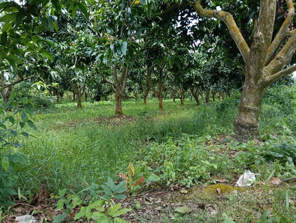 Bán gấp 6.5 công đất vườn Cao Lãnh, nhanh tay kẻo lỡ