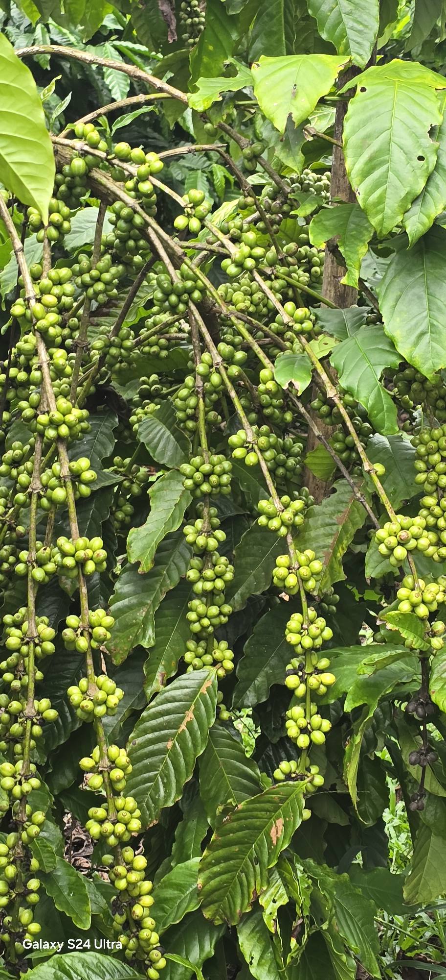 Bán đất vườn cafe 5.688m2, Đồi Pháo Binh, Lâm Hà - Sổ hồng sẵn sàng