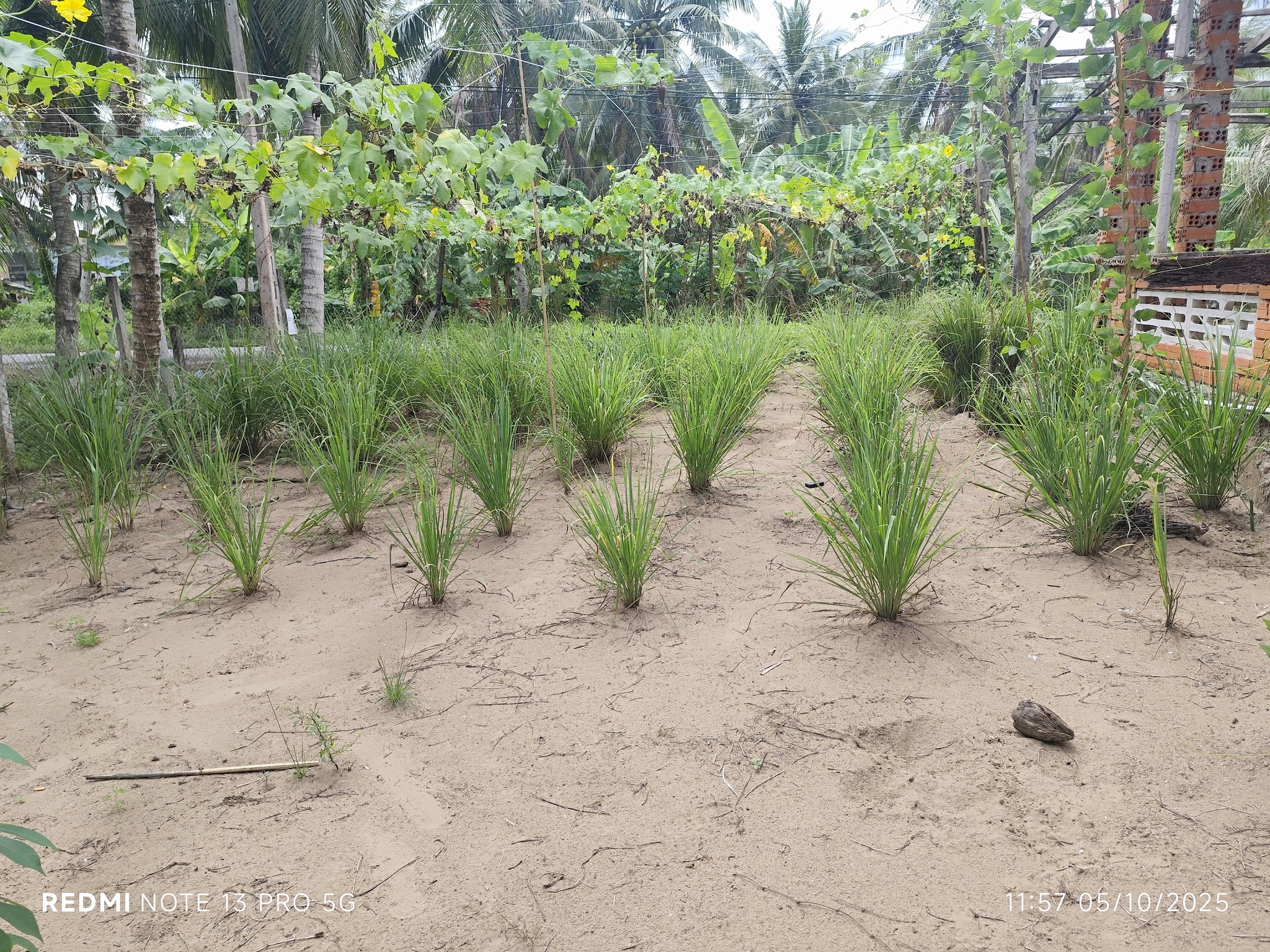 Đất Thạnh Ngãi, Mỏ Cày Bắc - Mảnh điền viên ươm mầm hạnh phúc