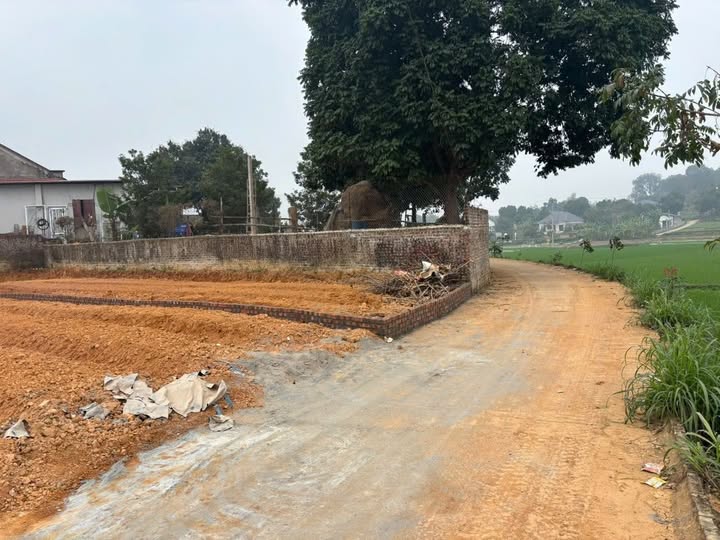 Đất Vĩnh Tường 111m2 view đồng, mặt tiền hơn 5m, ô tô bon bon - Giá hời