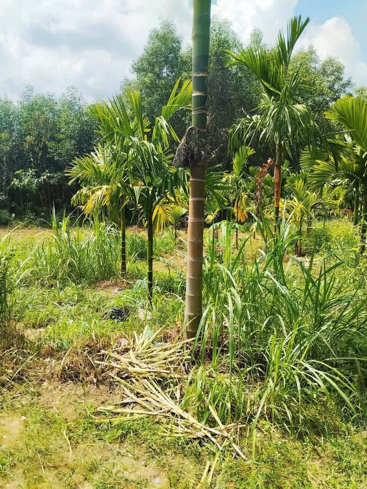 Bán gần 5 xào đất ở có nhà cấp 4 tại Nghĩa Thắng, Tư Nghĩa, Quảng Ngãi