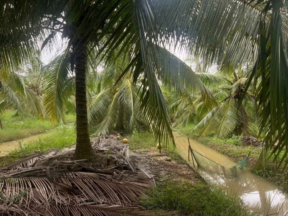 Đất vườn dừa Châu Hưng siêu rộng, giá siêu mềm