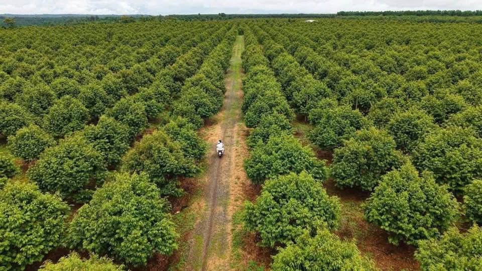 Vườn sầu riêng trù phú - Đắk Lắk