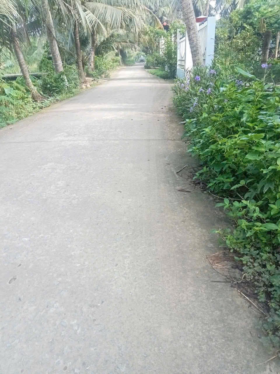 Đất vườn dừa Hưng Nhượng siêu hot, xe 7 chỗ tới tận nơi, giá chỉ từ 7xx triệu/công