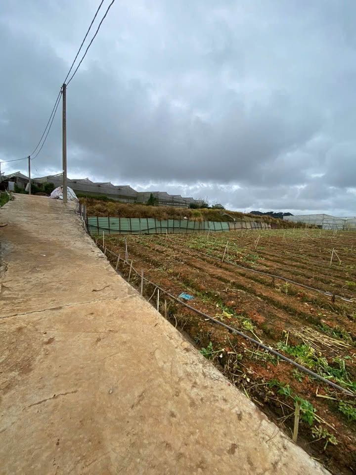 Đất nông nghiệp view đồi Đà Lạt - Đầu tư sinh lời