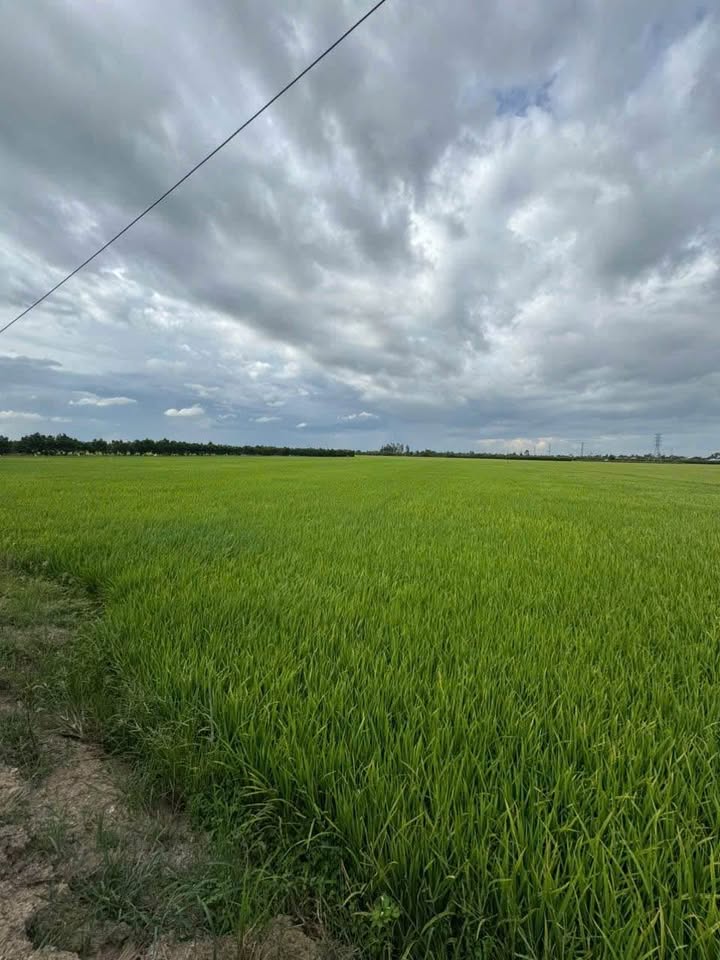 Đất Vĩnh Châu, Châu Đốc, 9.400m² mặt tiền đường nhựa, giá siêu hời