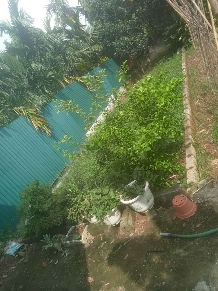 Bán gấp đất Phúc Thọ, ngõ thông ô tô, giá siêu yêu