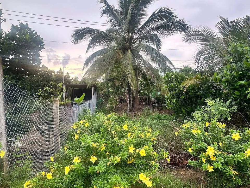 Bán nền mặt tiền đường Huyện 35, Mang Thít, Vĩnh Long, diện tích 6m x 36m, thổ cư 100%