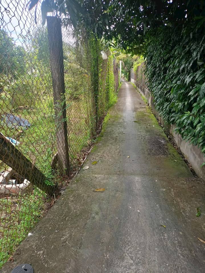 Mảnh đất xưa ven thành phố Tân An, 204.5m² thổ cư trọn vẹn