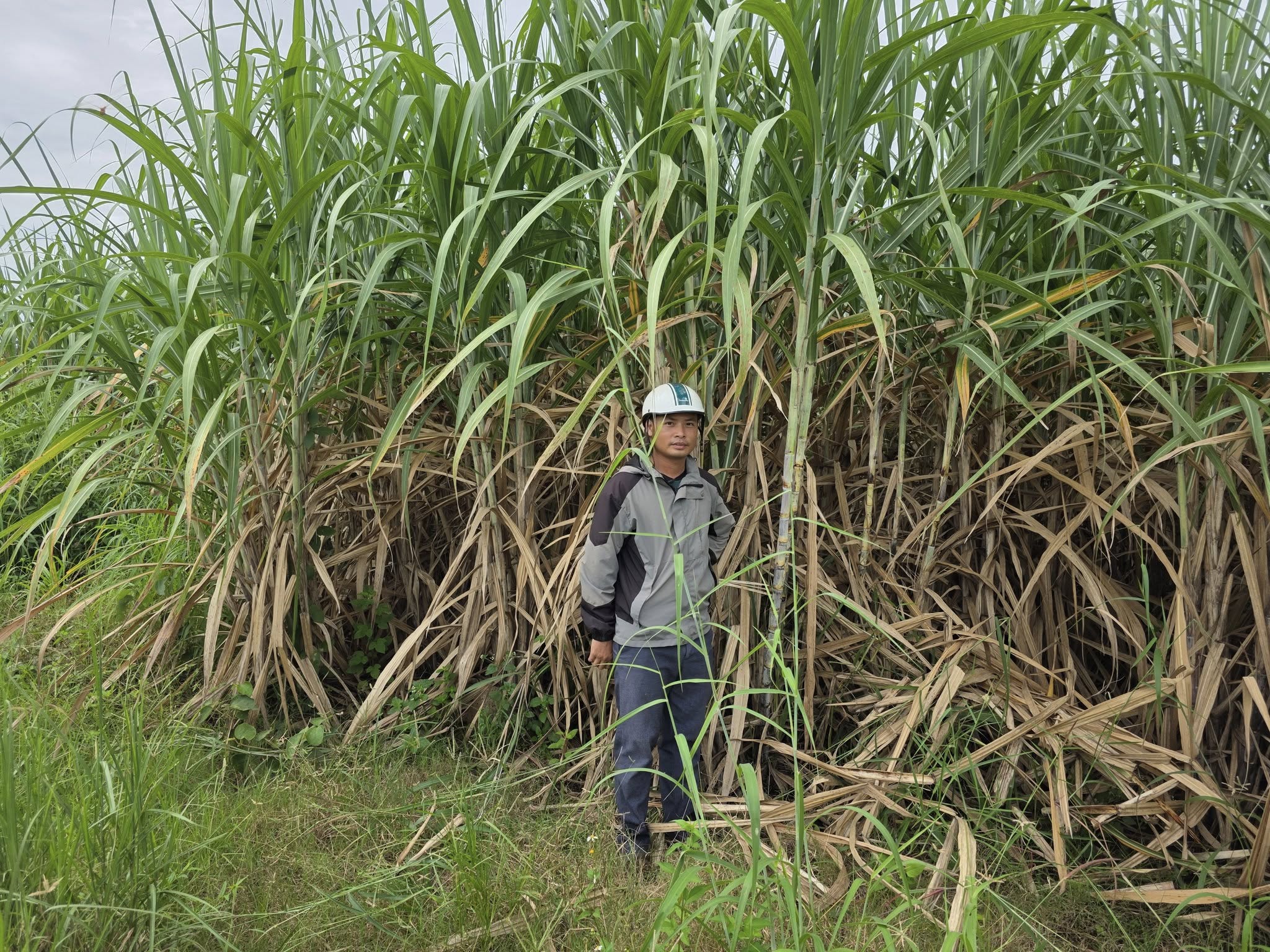 Bán gấp 1.2 ha mía và đất tại Chư Sê, Gia Lai, chỉ 300 triệu