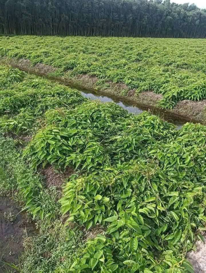 Đất vườn lúa Long An, 5.3 công đất vuông vắn, giá hời 580 triệu