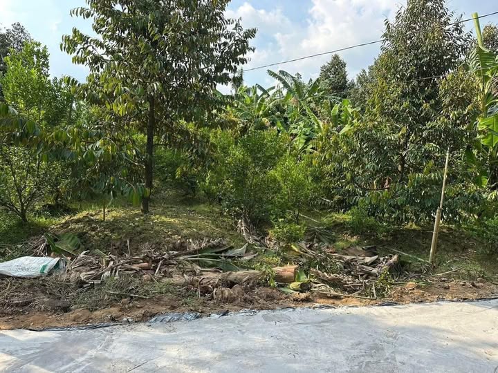 Đất vườn Chợ Lách, Bến Tre - Cơ hội an cư lạc nghiệp với giá chỉ 370 triệu