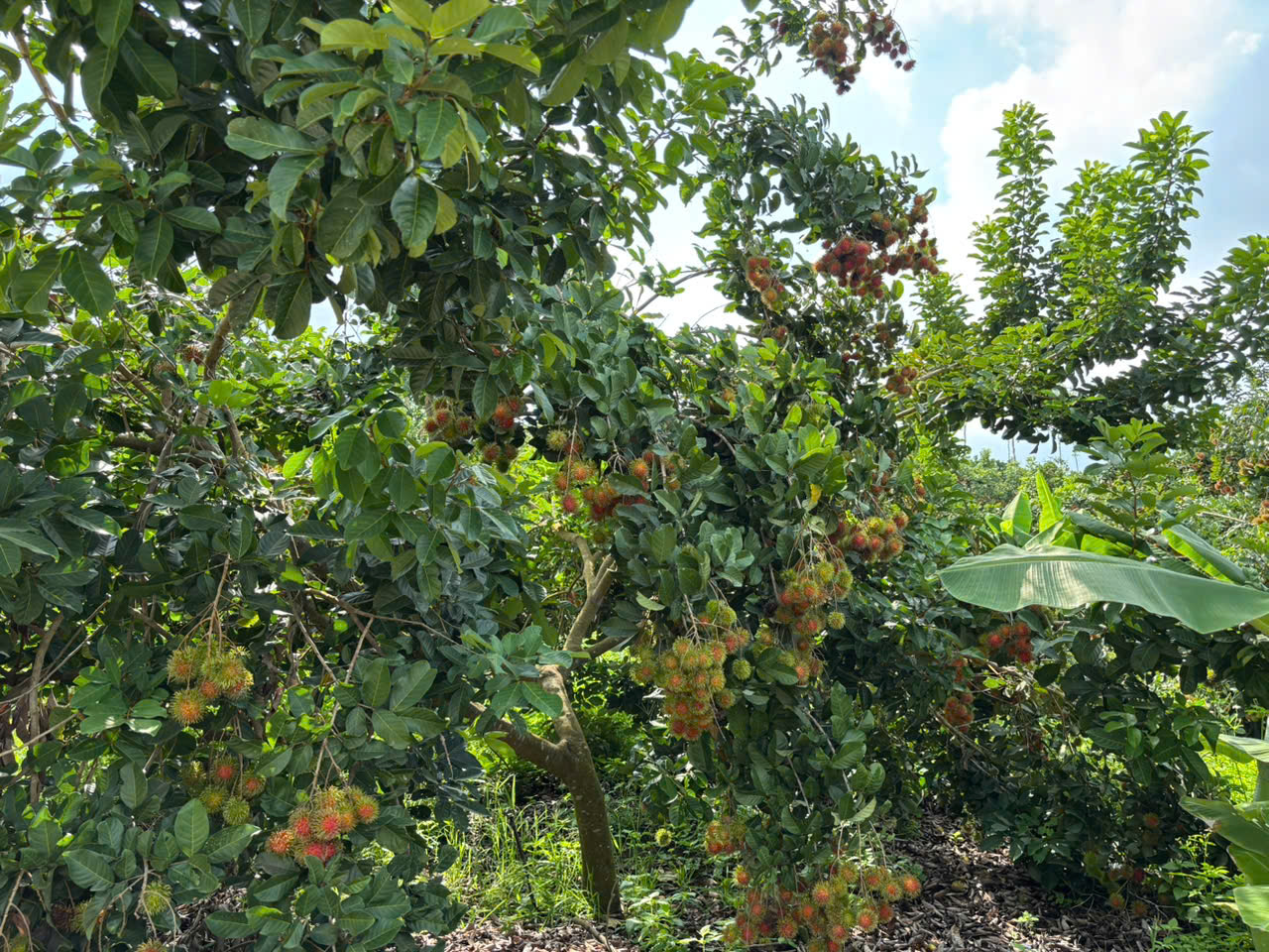 Bán gấp vườn sầu riêng 1.009m² gần Long Khánh, giá 980 triệu