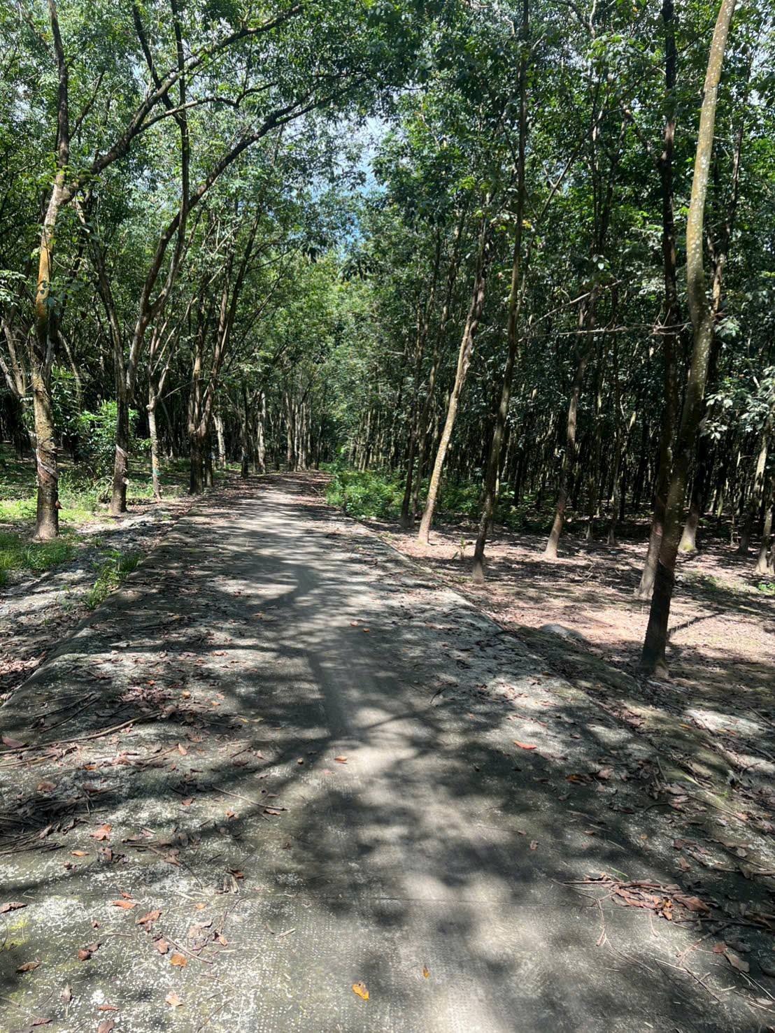 Miền đất cao su Chánh Phú Hòa - Nét xưa giữa lòng Bình Dương