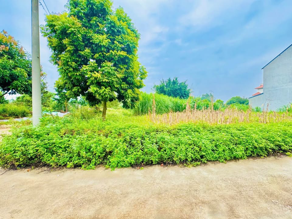 Bán đất vàng Phú Thọ 152m2 ba mặt tiền, đất đồi cao thoáng đãng