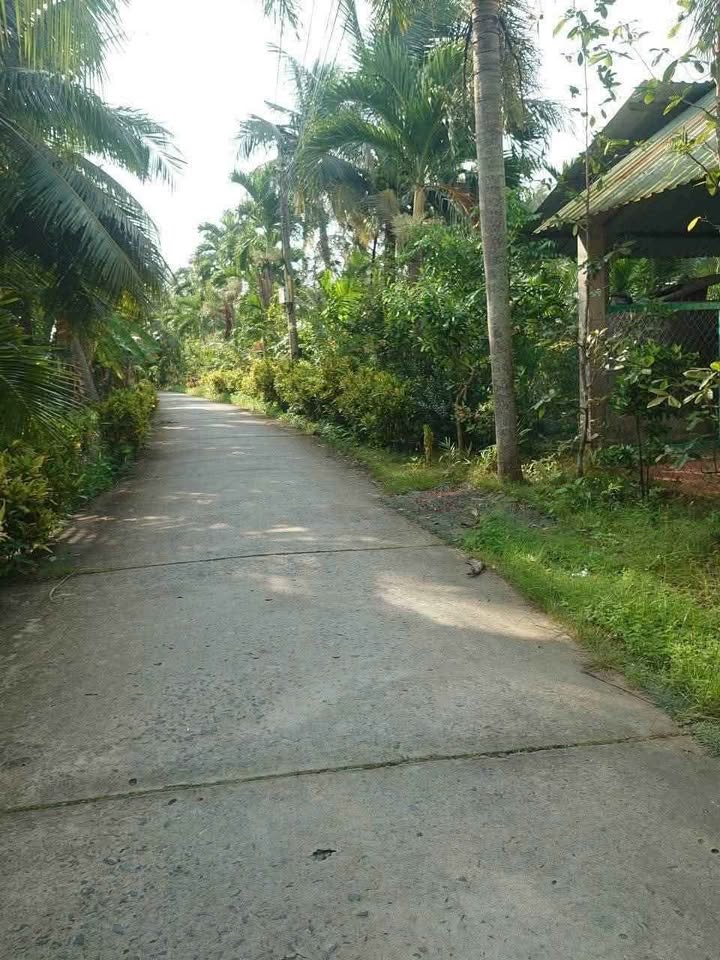 Đất vườn Lương Hòa cây trĩu quả, giá rẻ bất ngờ