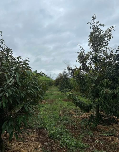 Rẫy sầu riêng 4.5 sào Đắk Lắk, giá 2.2 tỷ