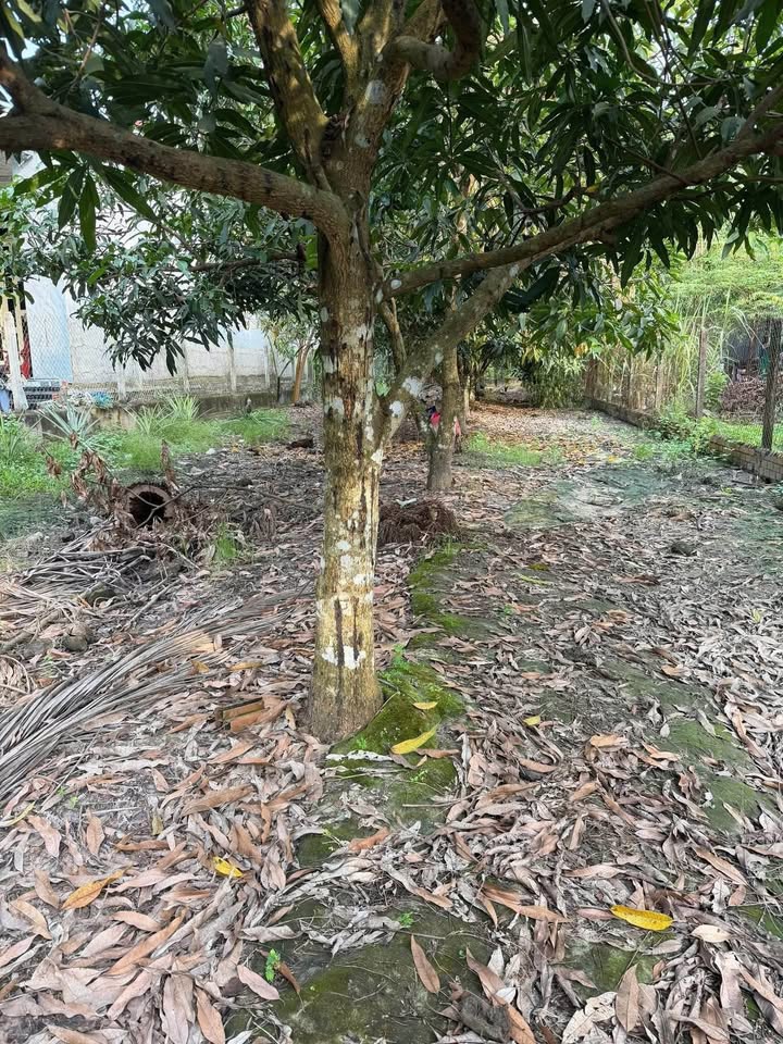 Đất Bàu Đồn Gò Dầu siêu hot, diện tích khủngx