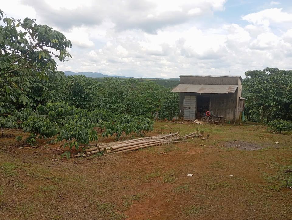 Bán gấp vườn 1.5ha Lộc Tân, Bảo Lộc view suối, view phố