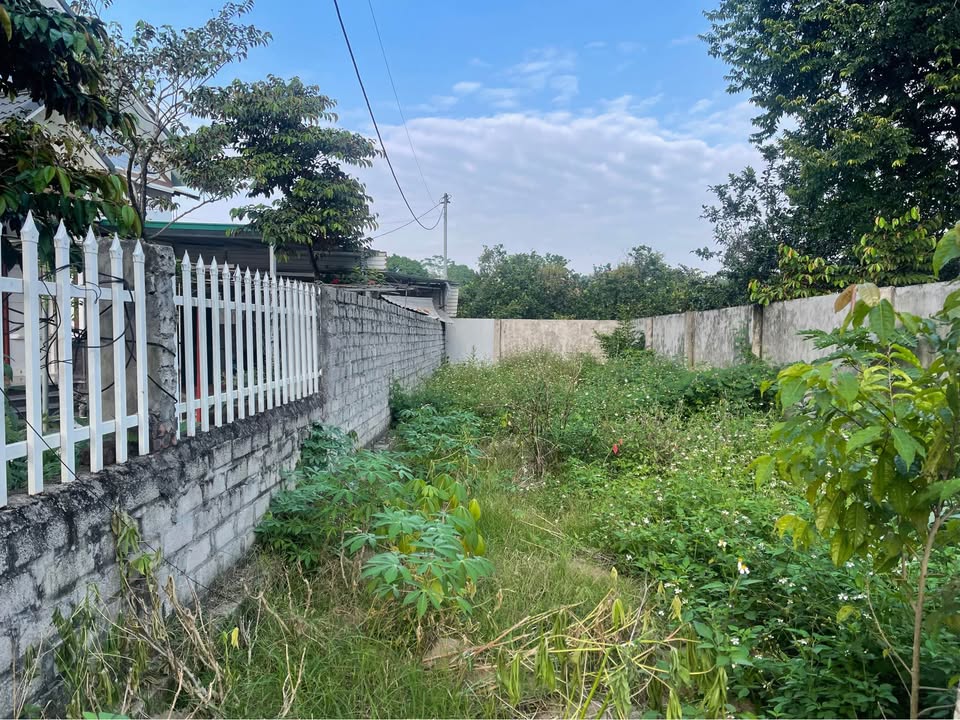 Bán đất Hòa Thạch, Quốc Oai - Sổ đỏ riêng, ô tô vào tận đất