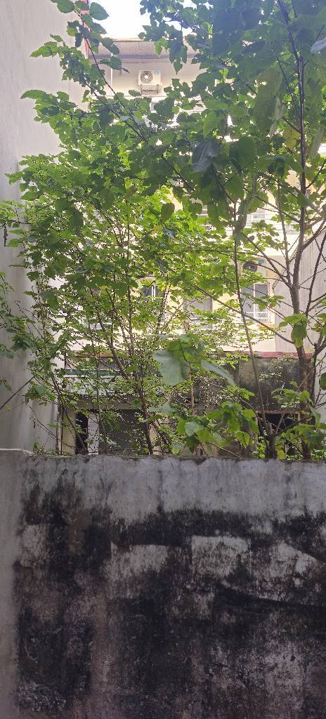 Đất Miêu Nha 2 mặt ngõ, 51m², giá hời chốt đơn