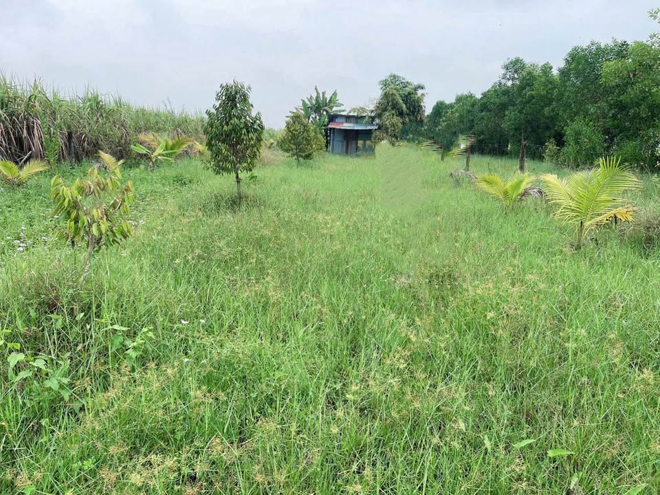 Bán đất vườn 2000m2 tặng cả vườn cây ăn trái có sẵn, giá siêu hời