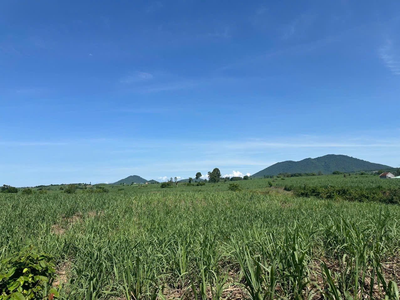 Đất vườn Phú Yên siêu rộng, giá siêu mềm