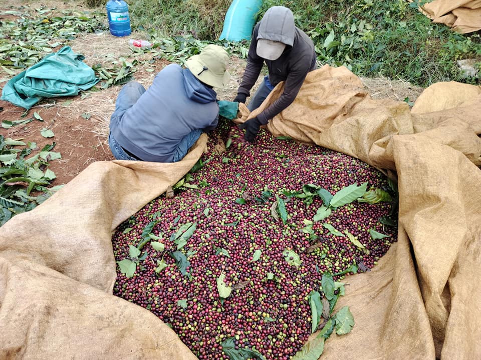 Bán đất rẫy cà phê 7.3ha tại Pleiku, Gia Lai, vị trí đắc địa, pháp lý rõ ràng