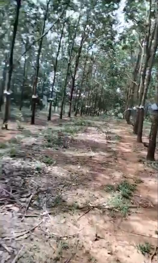 Đất cao su Kon Tum, thu nhập ổn định, sổ hồng minh bạch