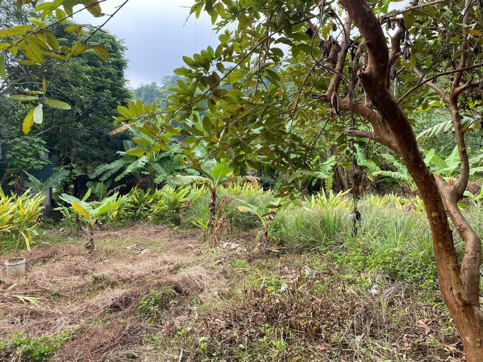 Mảnh đất mơ ước cho những ai yêu thiên nhiên và mong muốn xây dựng một không gian sống xanh