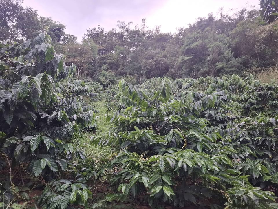 Đất view suối thác, 17ha cực chill, thu nhập 10 tỷ/năm, bán gấp!