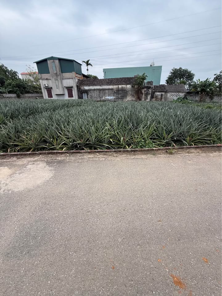 Đất vàng Tổ 7 Tây Sơn, Tam Điệp - Cơ hội đầu tư sinh lời