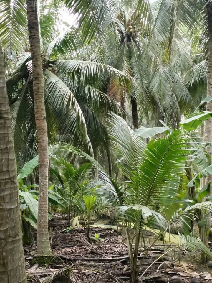 Chào mừng quý nhà đầu tư đến với "thiên đường" đất vườn dừa tại Mỹ Hòa, Ba Tri, Bến Tre