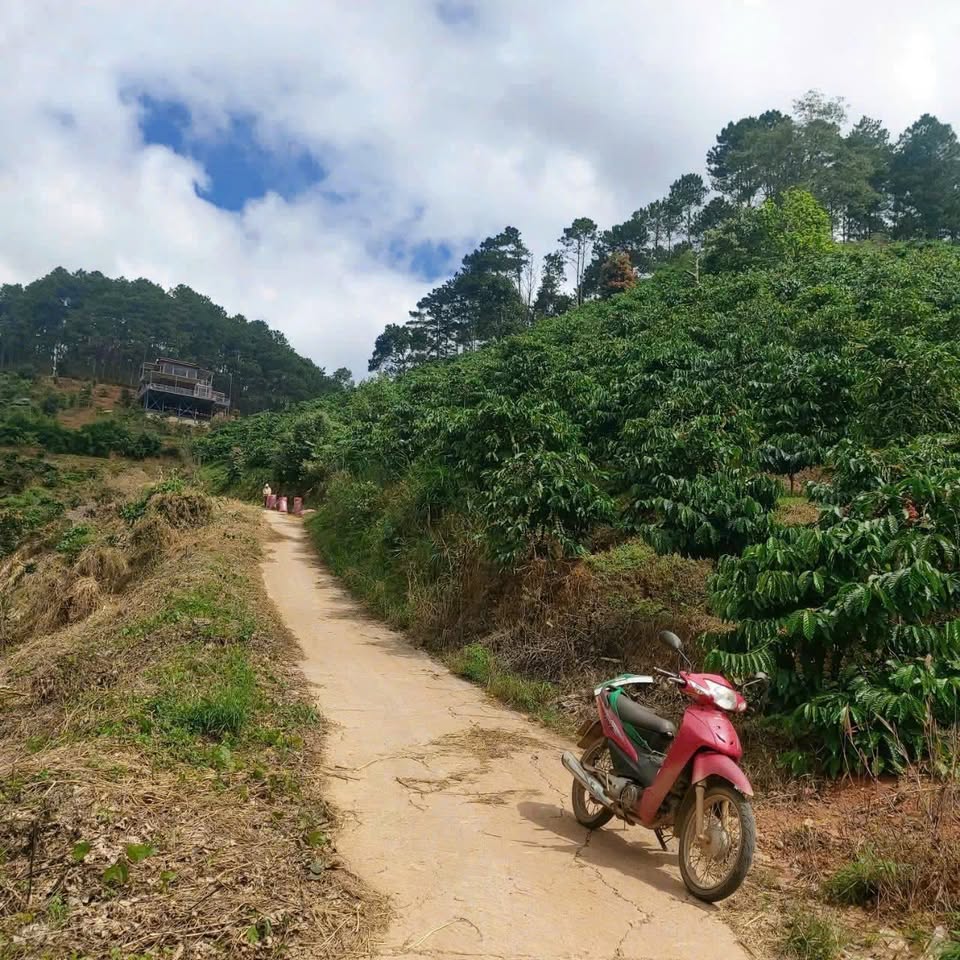 Đất vàng Đà Lạt 3865m2, 2 mặt tiền, thu nhập 200 triệu/năm, giá chỉ 2.8 tỷ