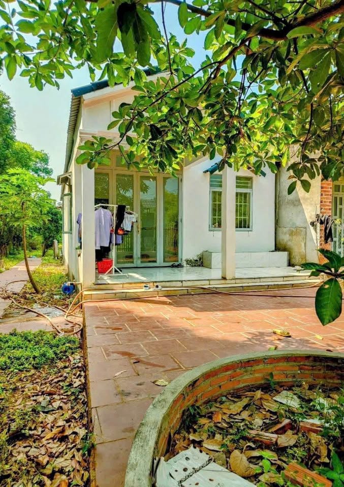 Nhà vườn "chữa lành tâm hồn" ở Đức Hòa 2,85 tỷ, cây trĩu quả chờ bạn