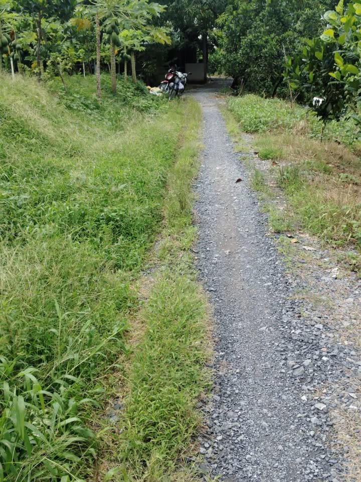 Đất vườn mít xanh mướt, xe tải lượn lờ, giá hời như mơ