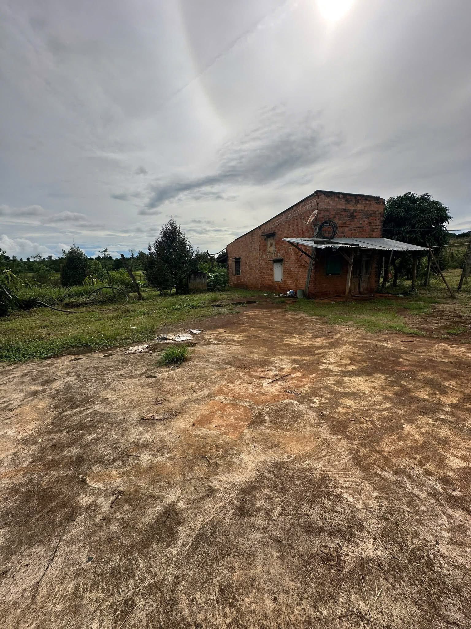 Rẫy 1.6ha Chư Sê, Gia Lai - Cà phê, Sầu riêng trĩu quả, sẵn nhà vườn