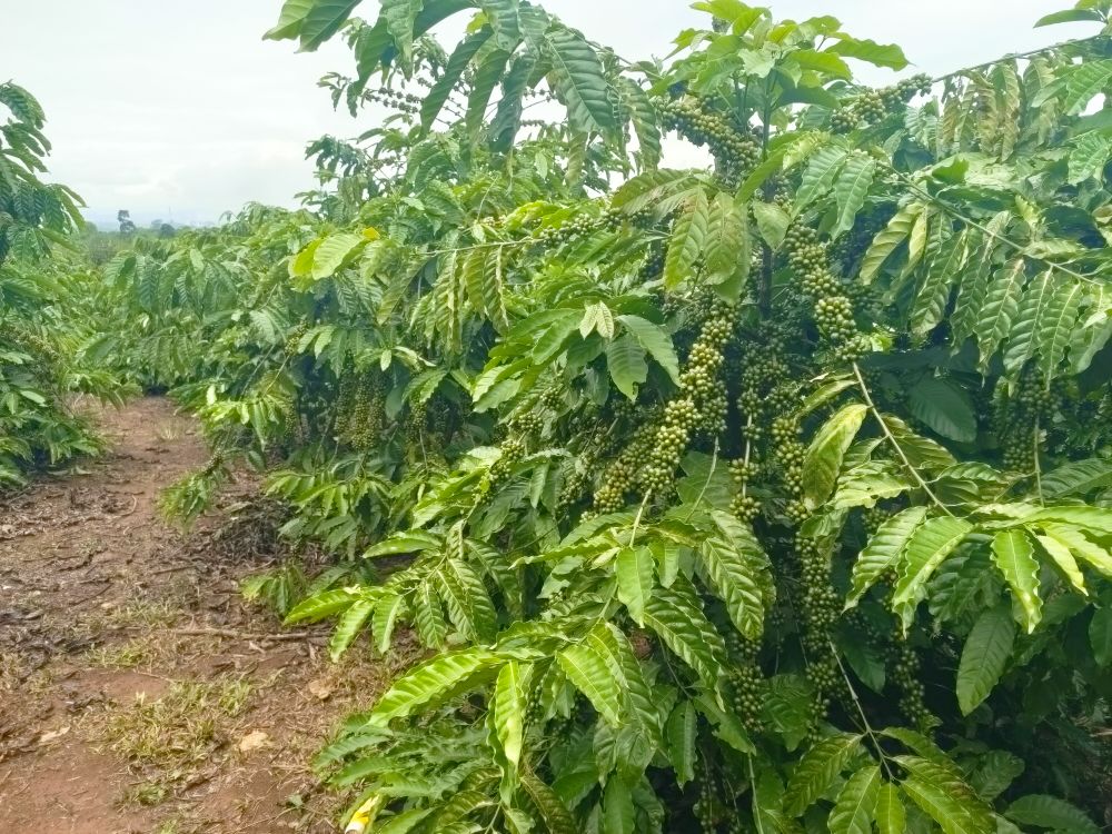 Mảnh đất cà phê Lâm Hà - Nơi bình yên giữa lòng cao nguyên